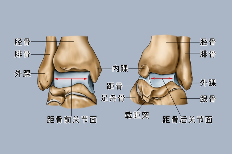 内踝和外踝的准确位置图 | 百度健康·医学科普