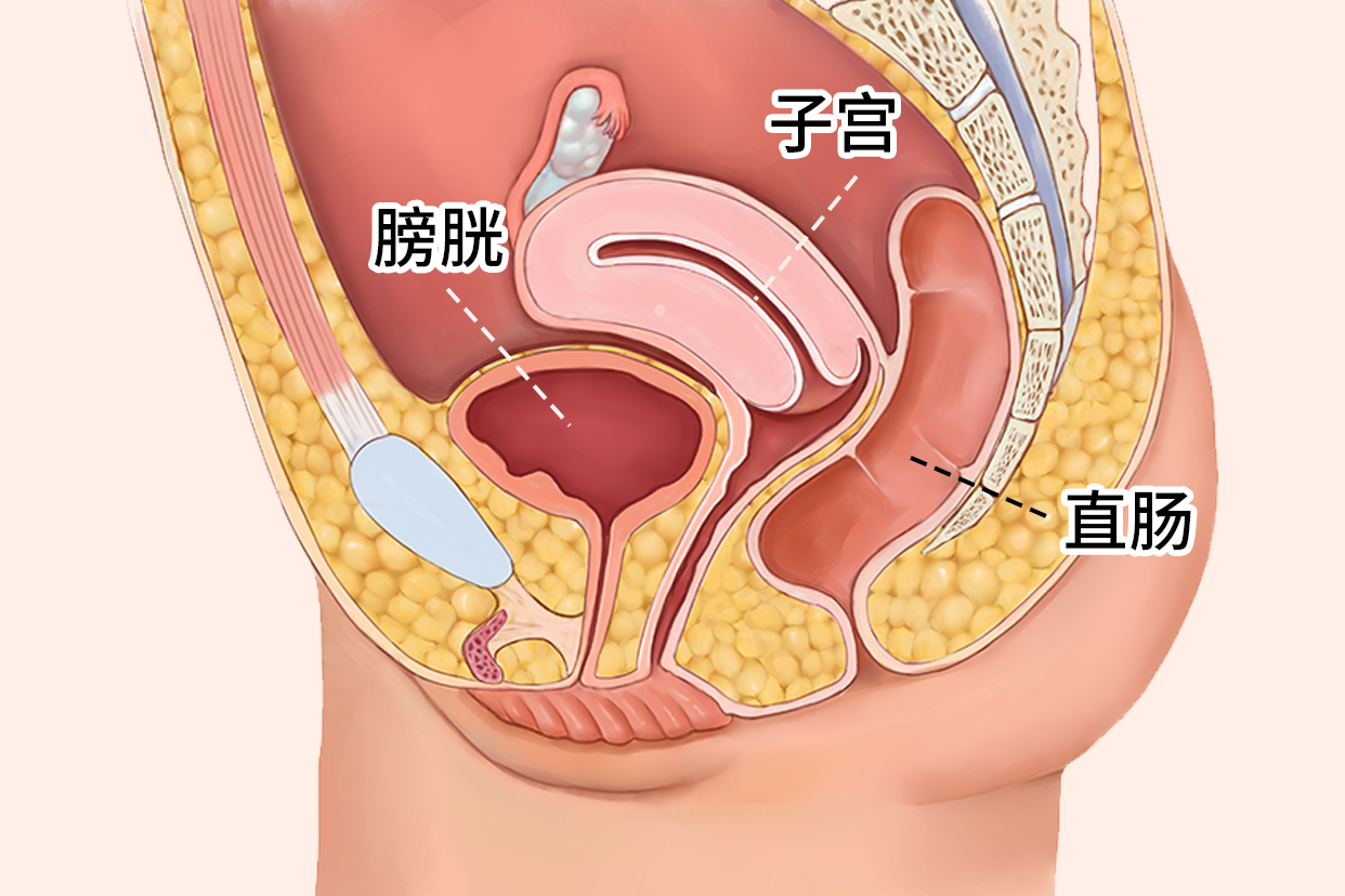 子宫膀胱直肠三者位置关系图