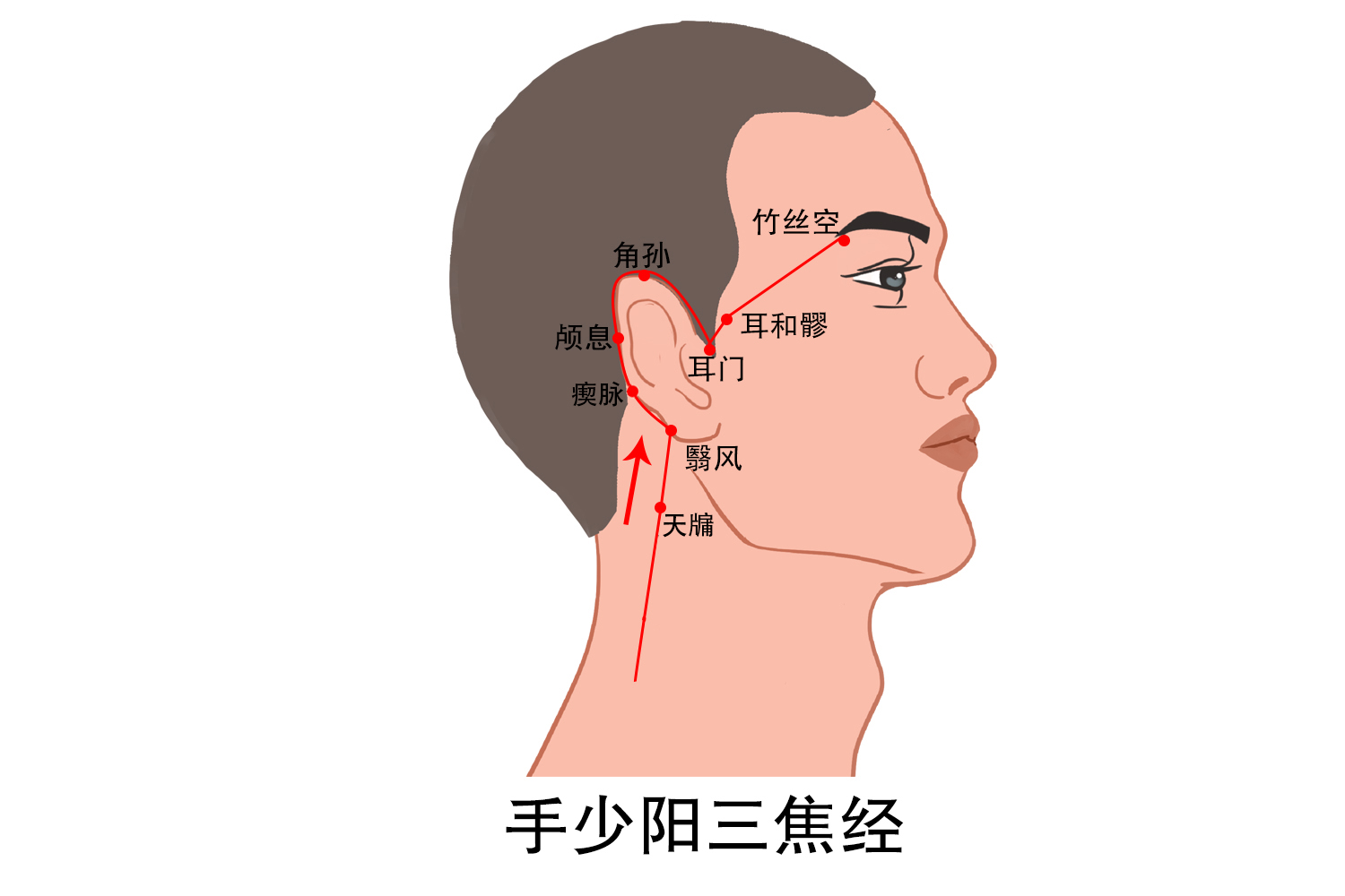 头部的七条经络图
