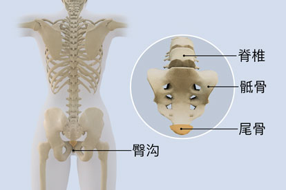 尾椎骨指的是哪个部位图片 | 百度健康·医学科普