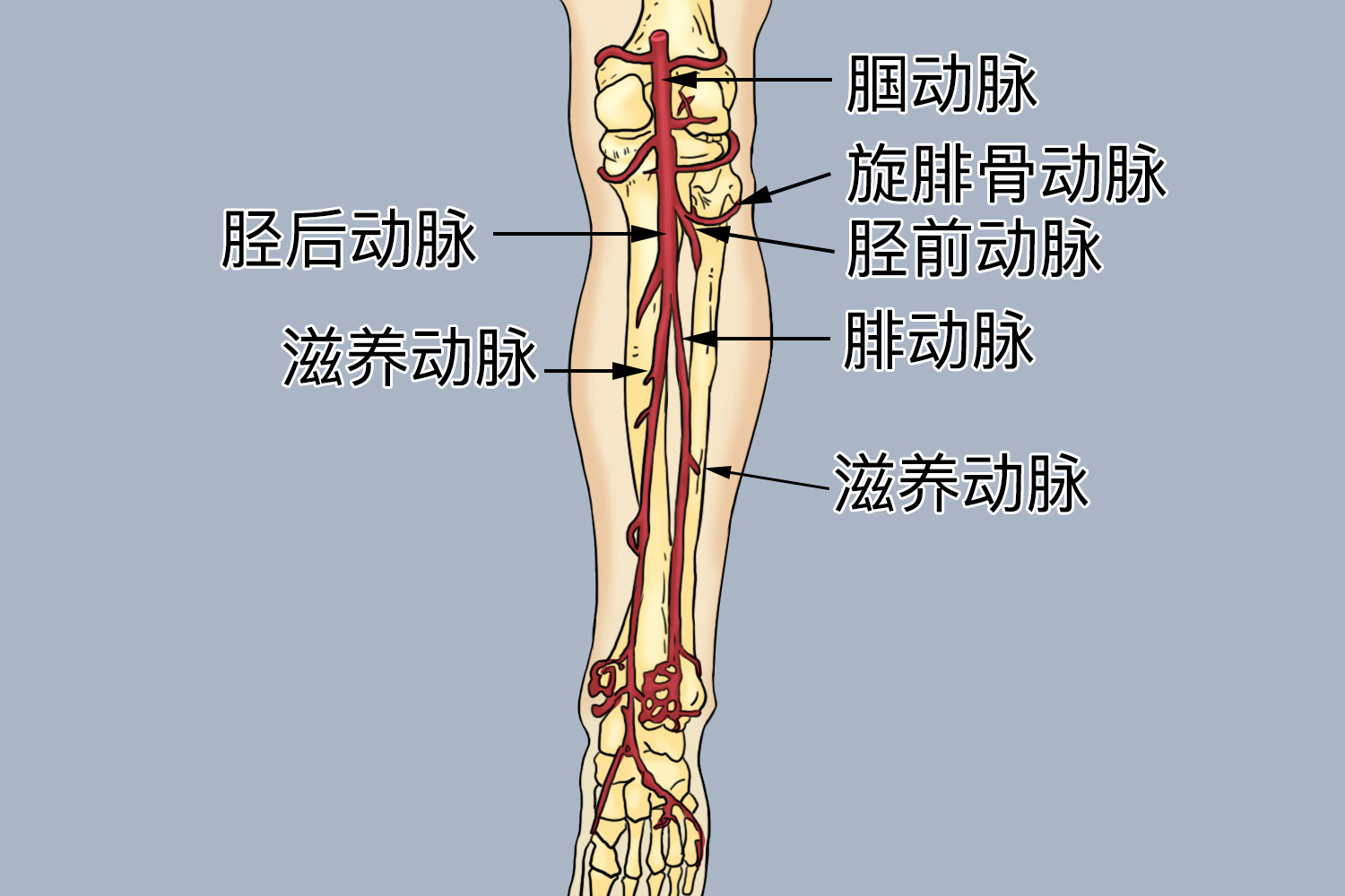 腘动脉位置图