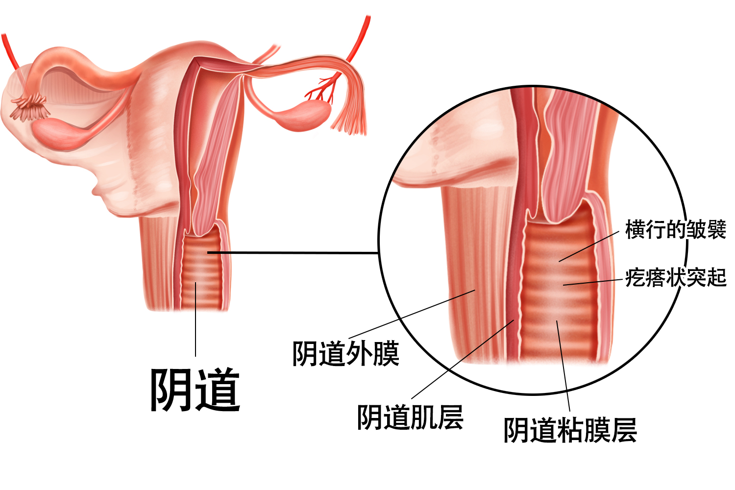 阴道 