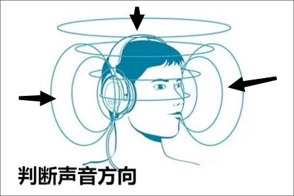 耳垂和耳朵判断声音方向图片