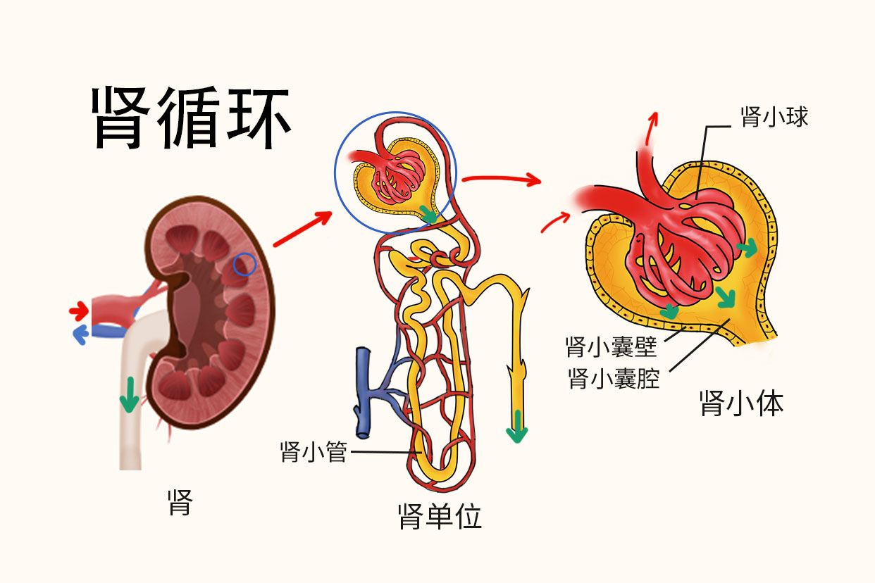 肾循环的过程示意图