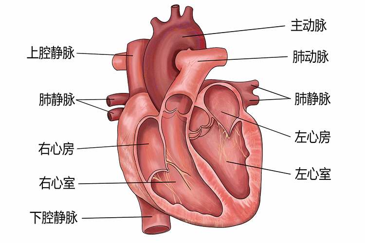 心腔结构图