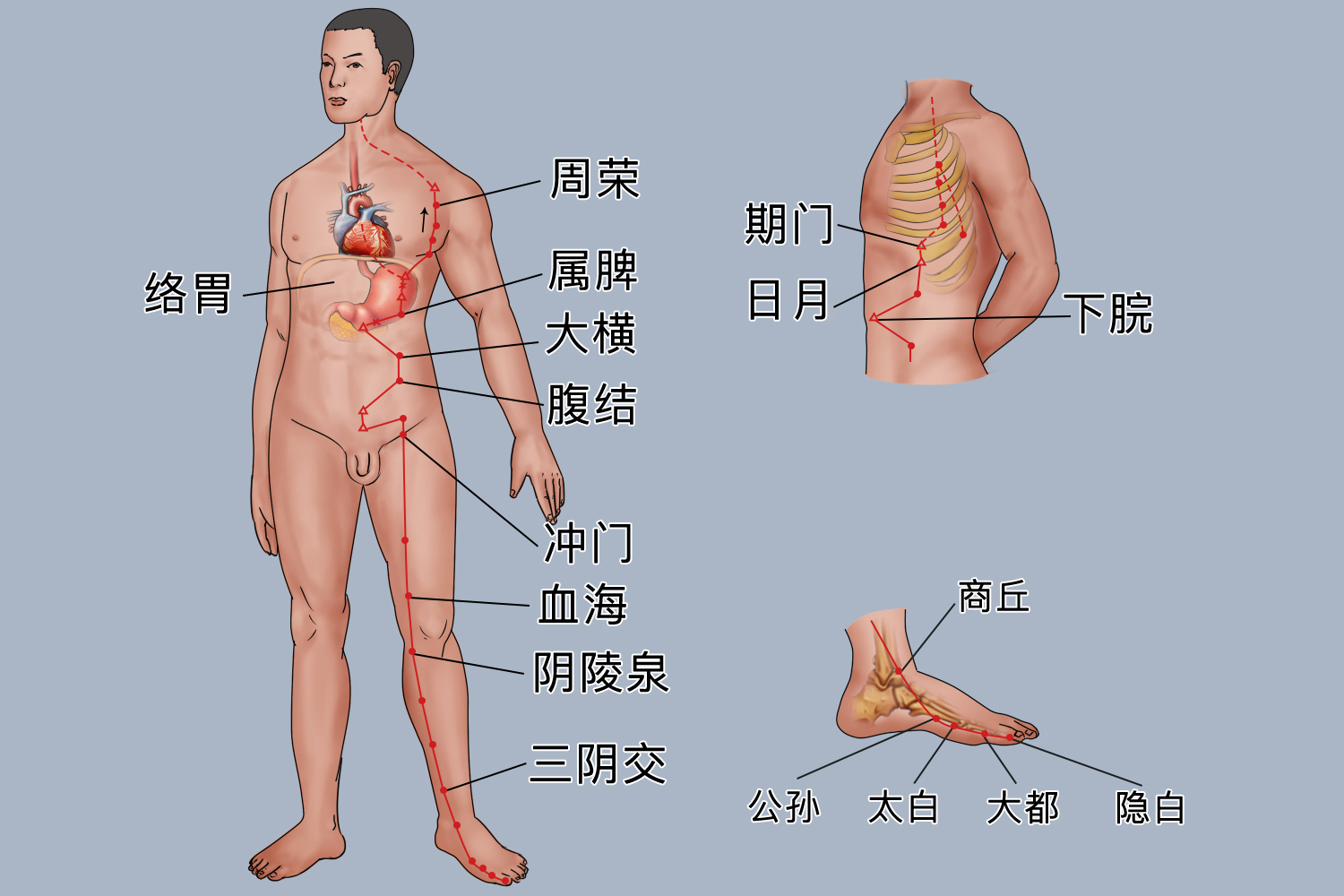 足太阴脾经图