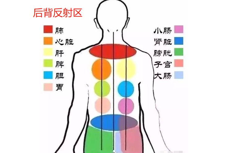 后背反射区图片位置示意图