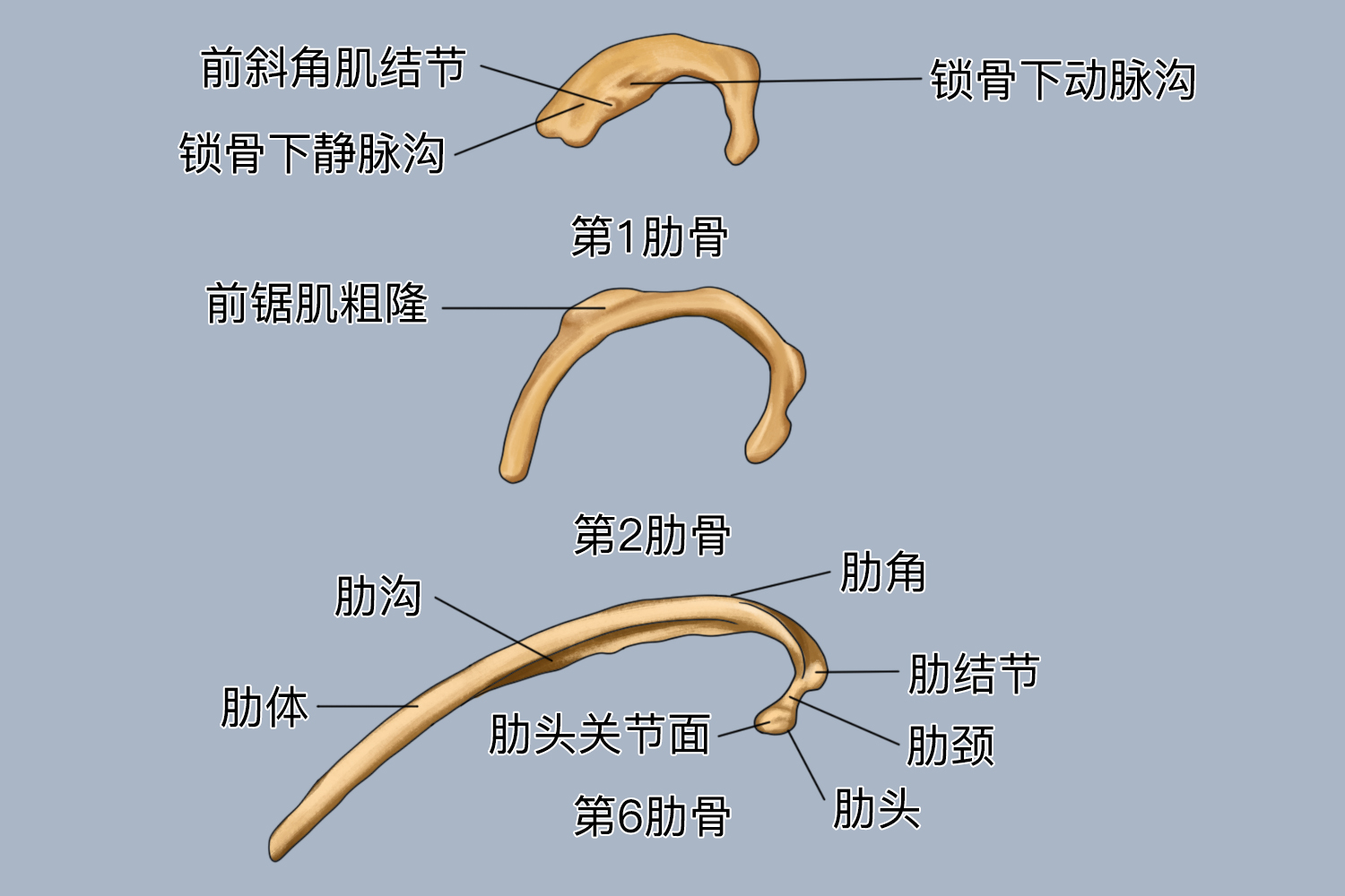 人体肋骨结构示意图