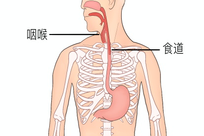 人体喉咙和食道位置图 | 百度健康·医学科普
