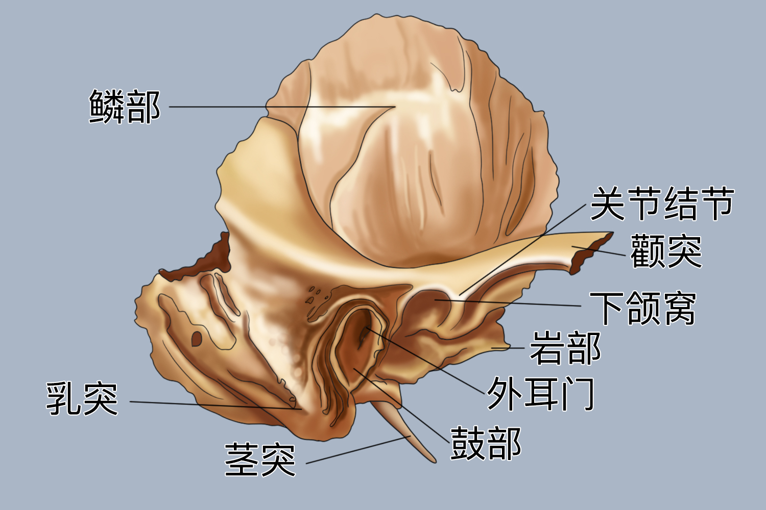 额颞部是哪个部位