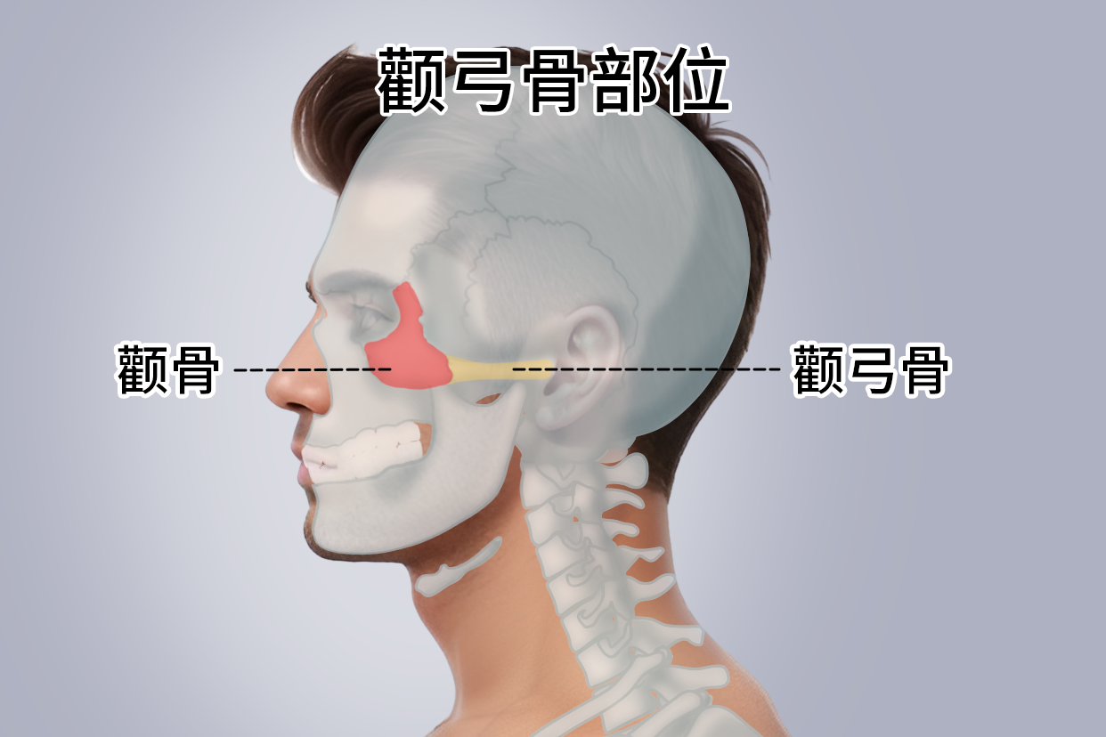 弓骨是哪个部位图片