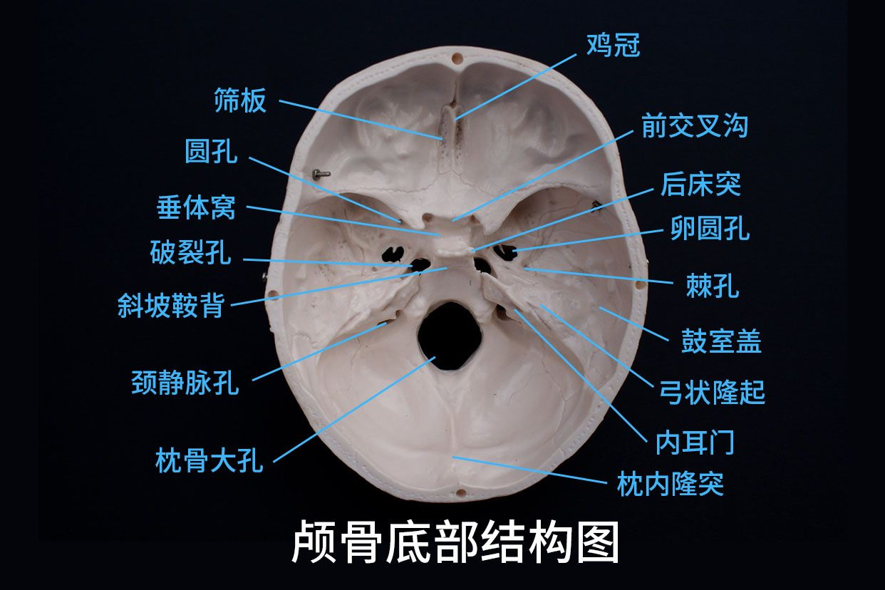 颅骨底部结构图