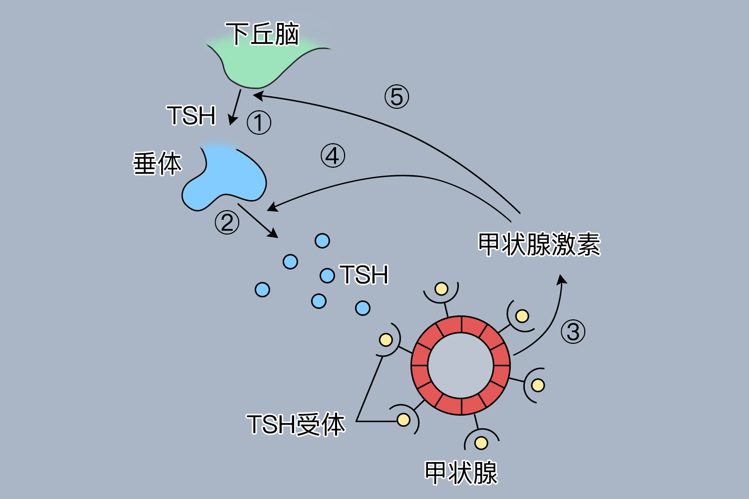 甲状腺激素分泌过程图