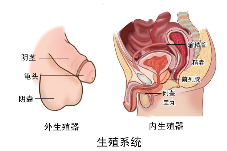 男人生殖系统图