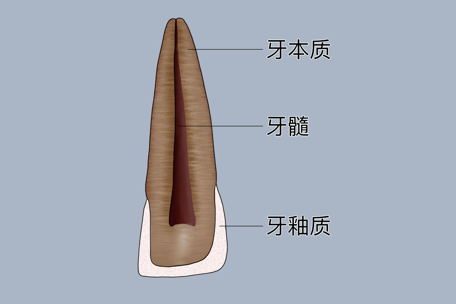 门牙牙髓位置图 | 百度健康·医学科普