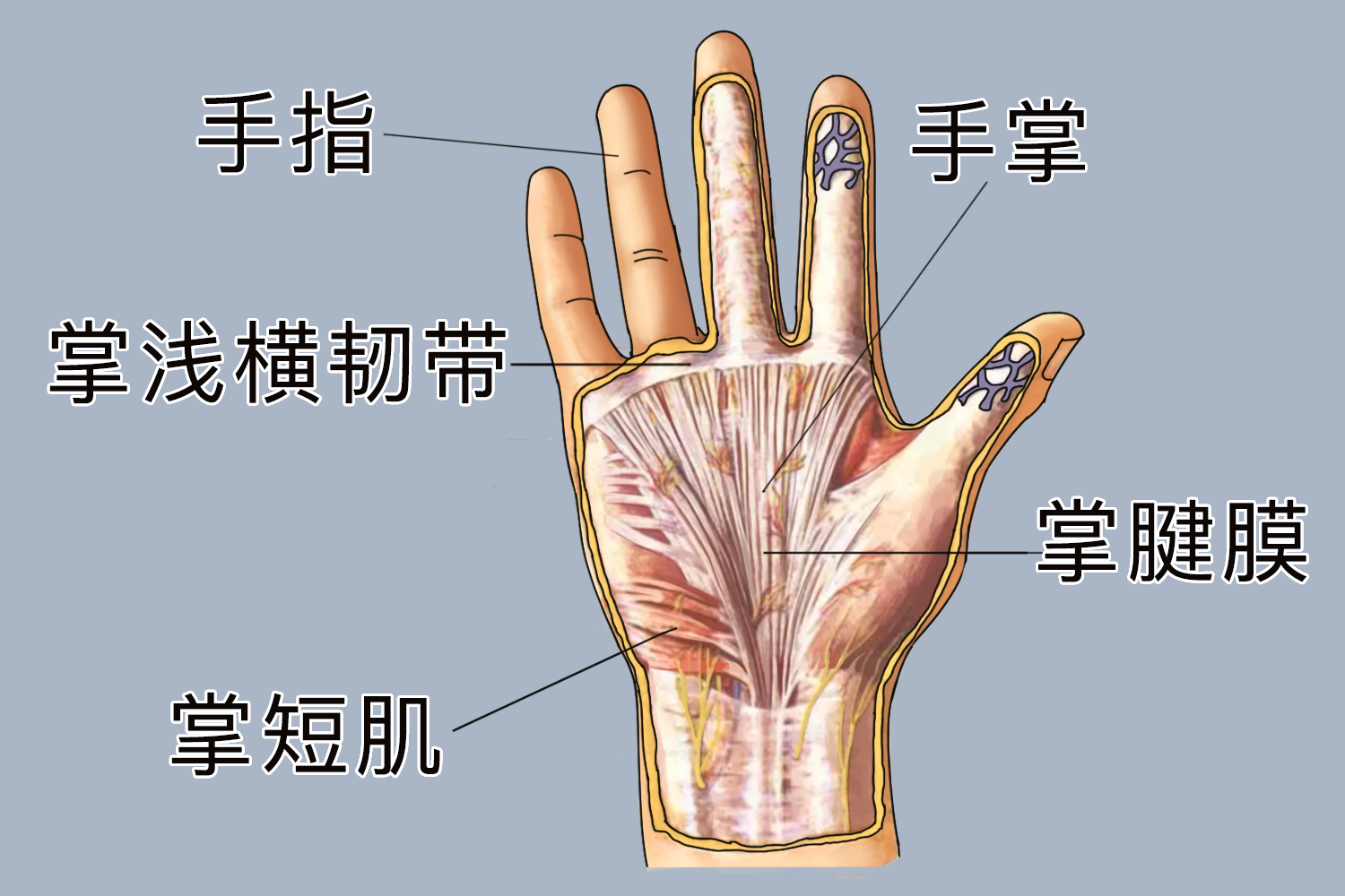 右手掌部位图 | 百度健康·医学科普