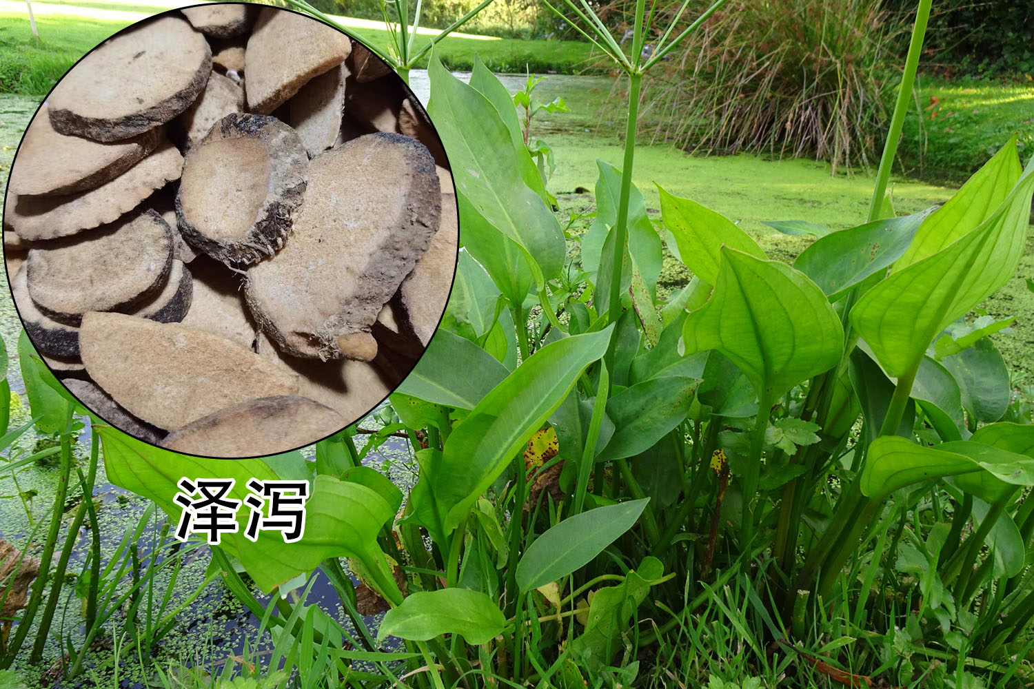 马虎胭脂草药图片