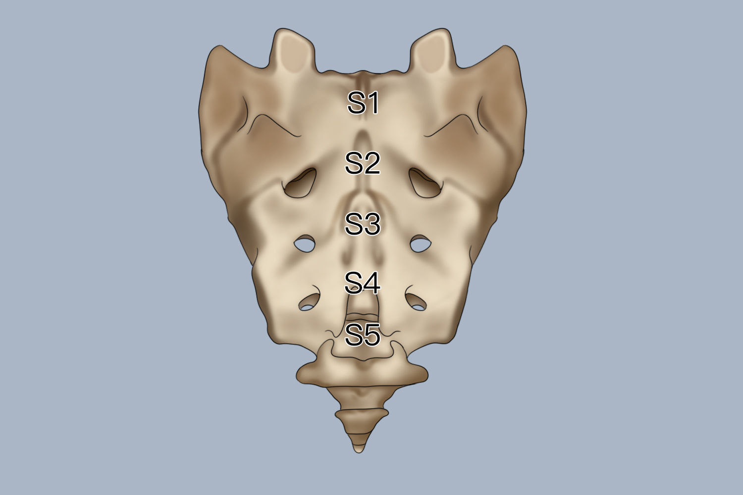 S5椎体部位图