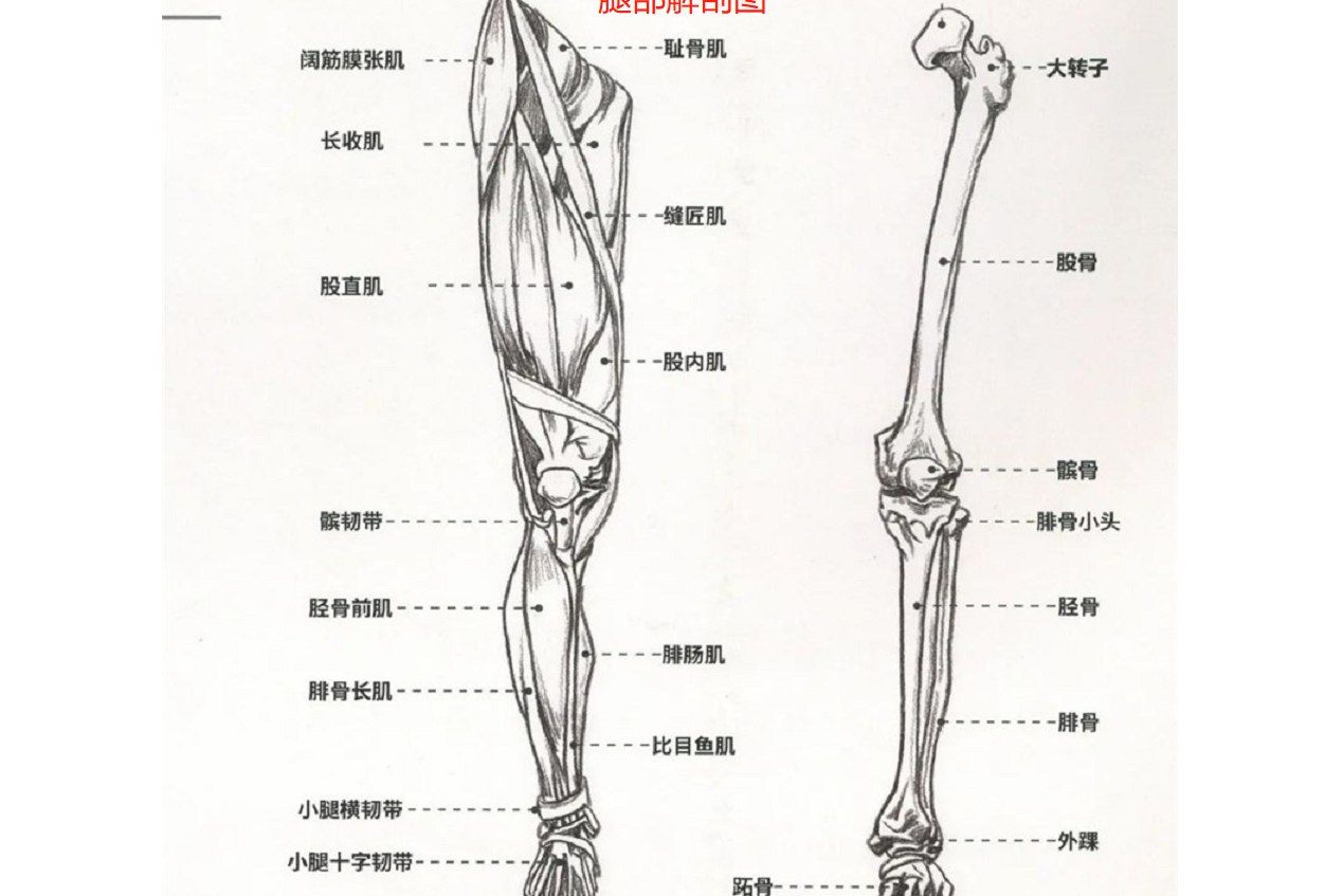 腿部解剖图