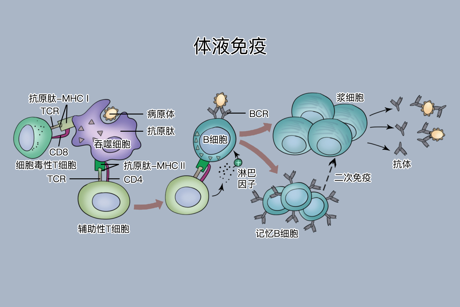 体液免疫应答图