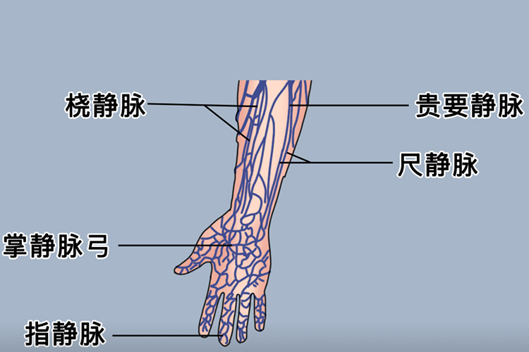 手腕血管分布图 | 百度健康·医学科普