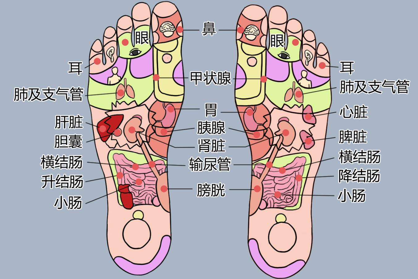 脚底对应五脏六腑位置图