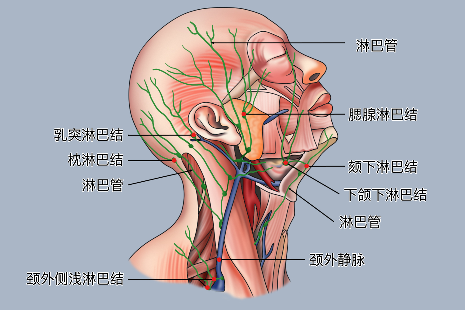 头颈部淋巴系统图