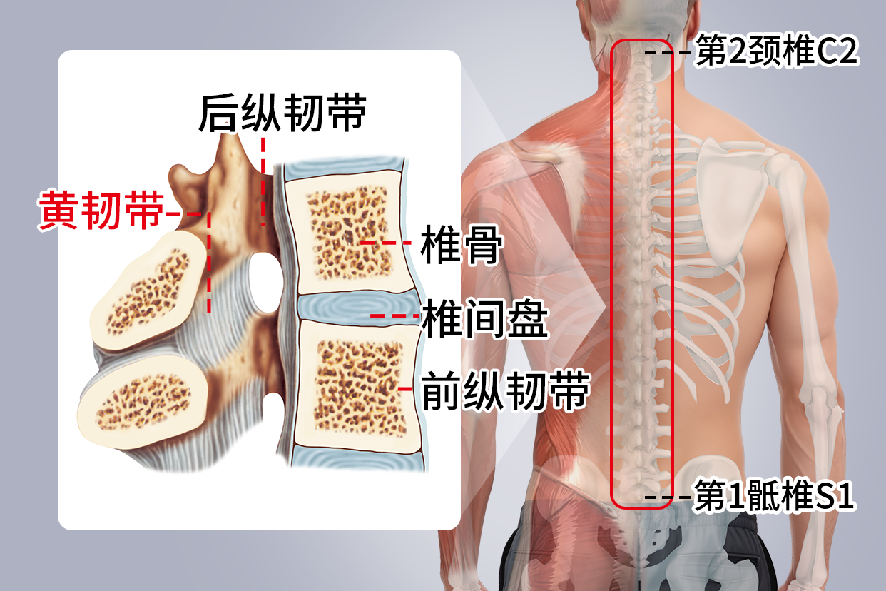 黄韧带的位置图