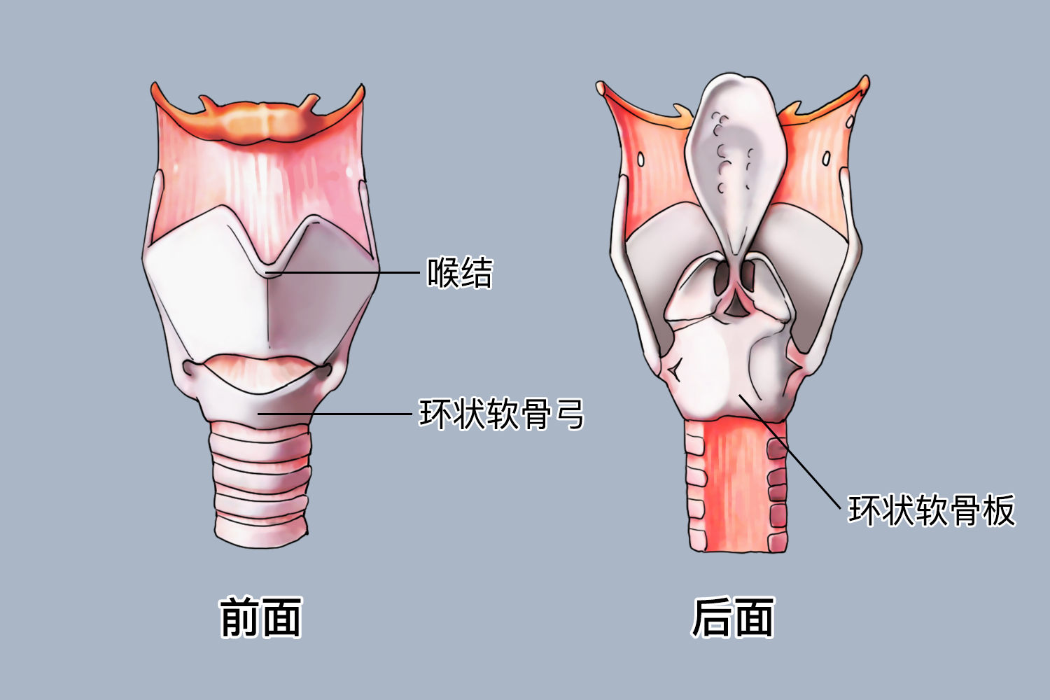 环状软骨位置解剖图