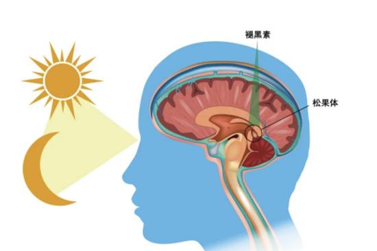 松果体的位置在哪里 | 百度健康·医学科普