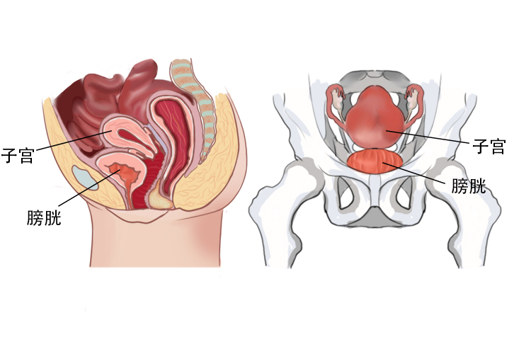 膀胱和子宫位置图