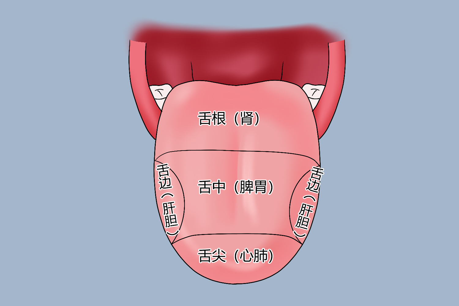 舌苔部位代表什么图片 | 百度健康·医学科普