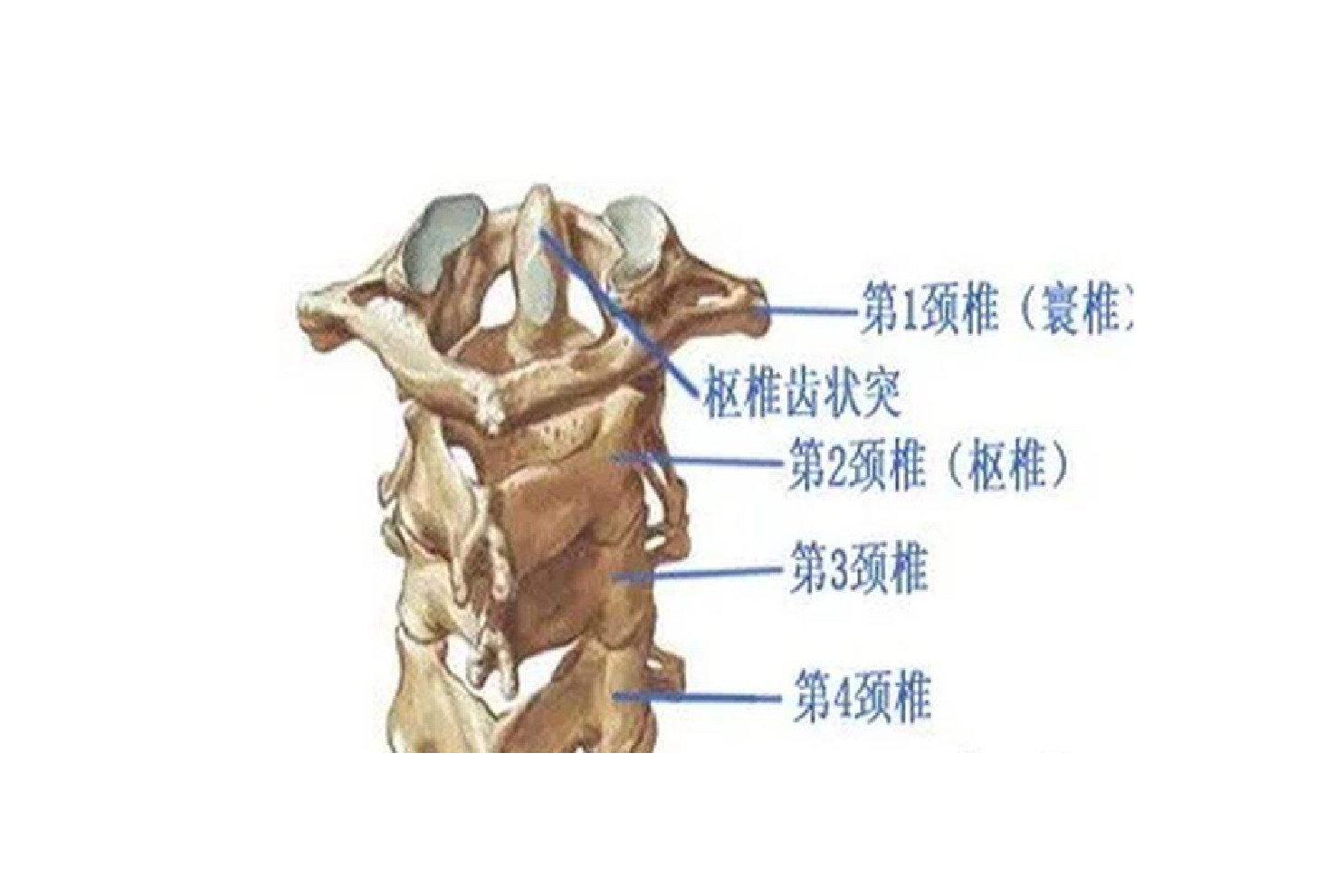 寰枢椎图片 | 百度健康·医学科普