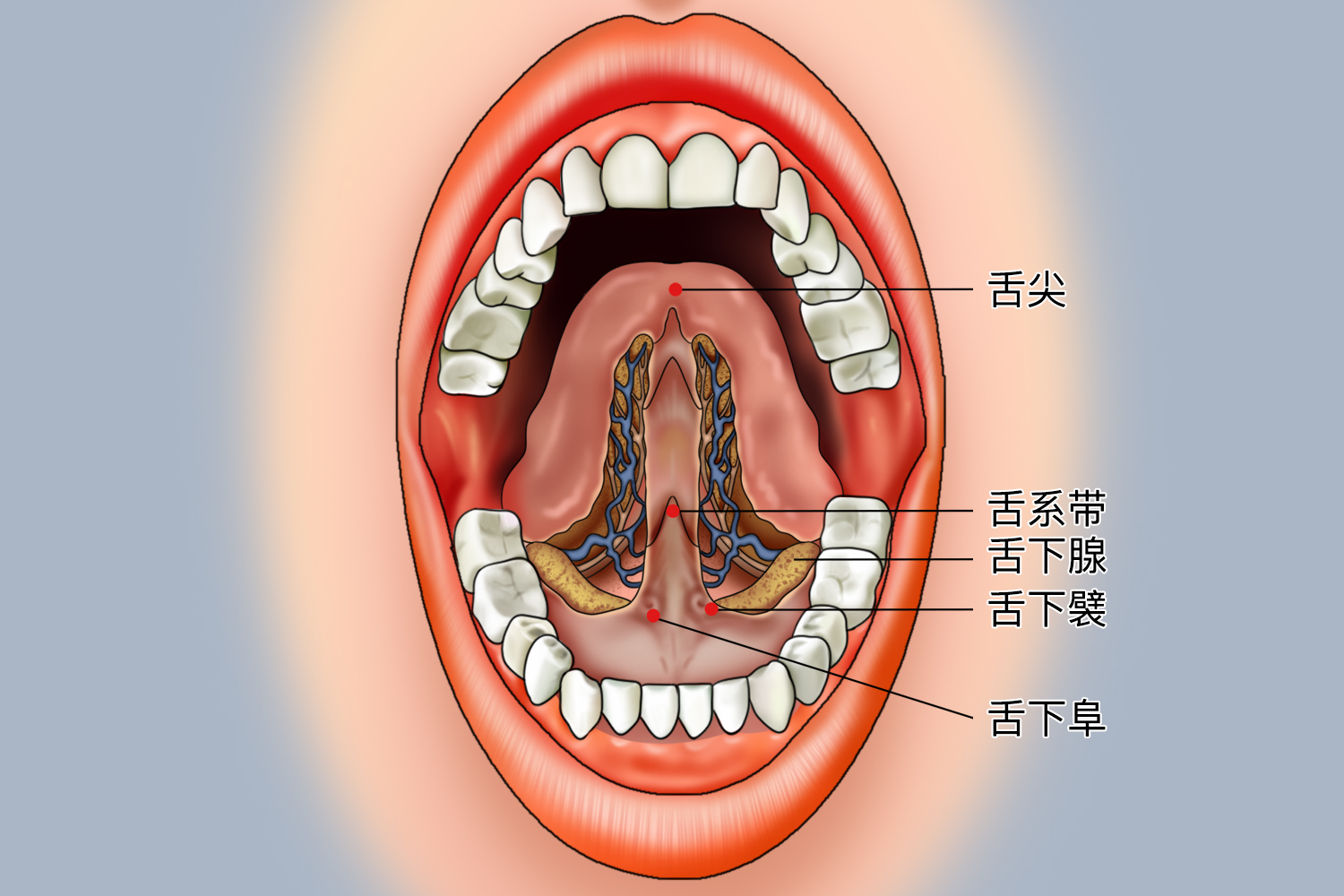 舌下肉阜图