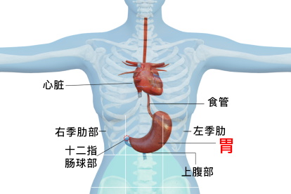 胃在哪个位置图