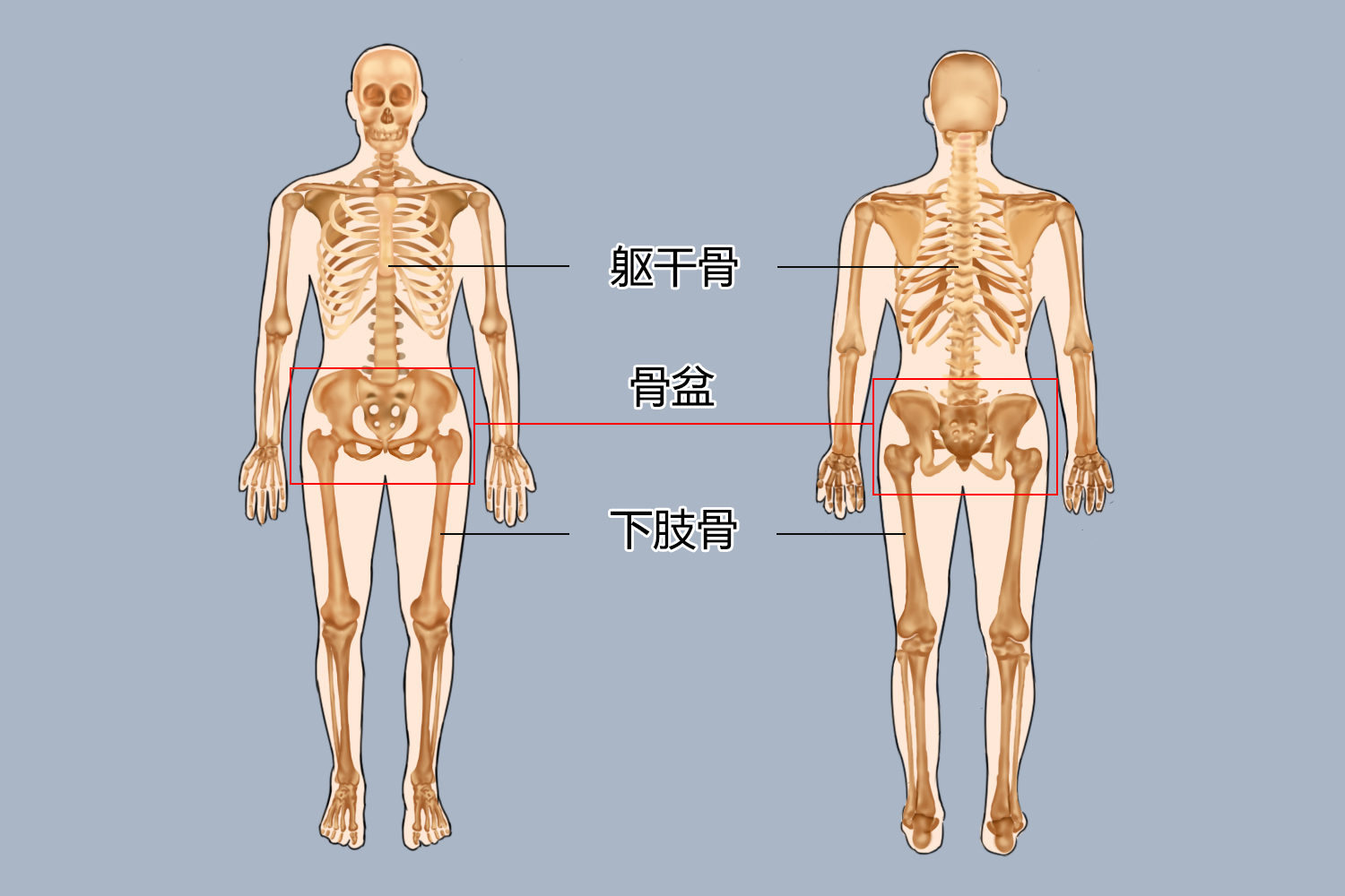 骨盆位置图
