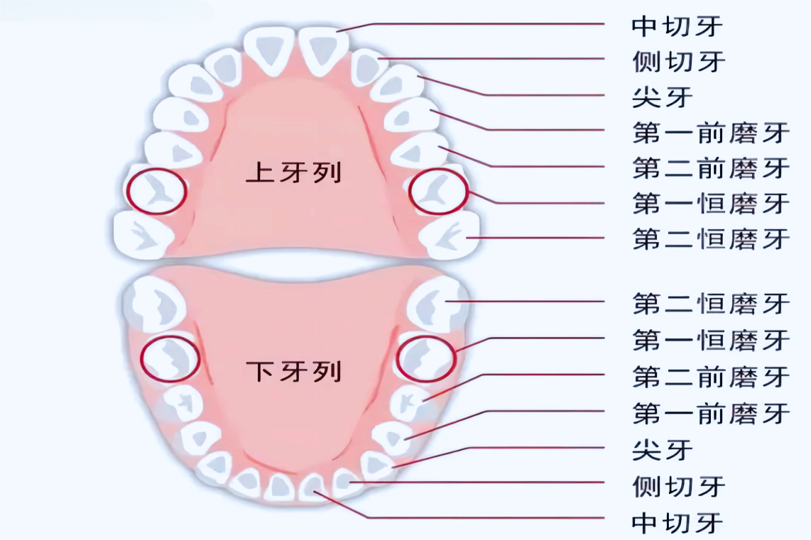 牙齿序号排列图