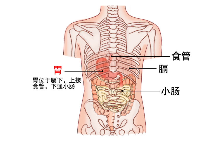 后背胃位置图