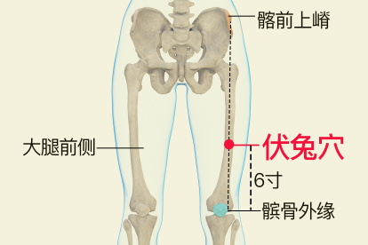 伏兔穴位置图