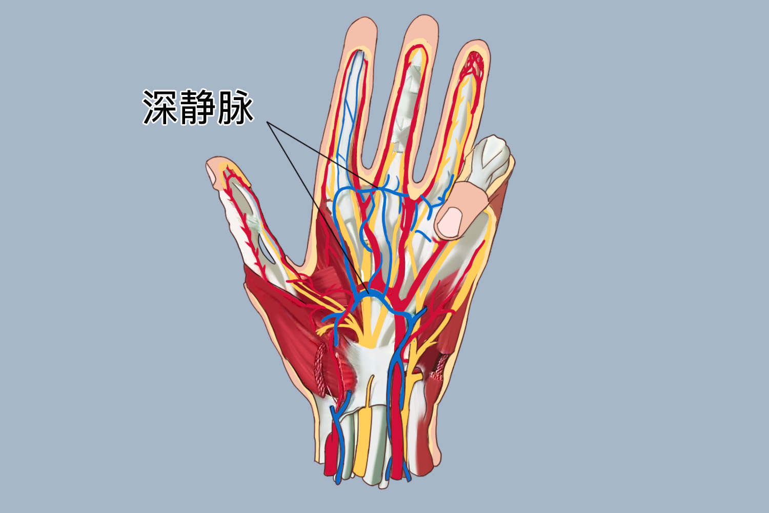 手部静脉网分布图 | 百度健康·医学科普