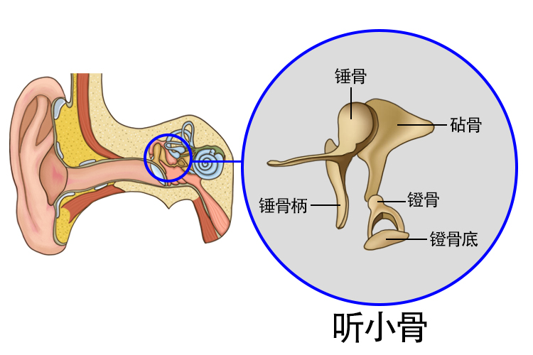 耳朵听骨图片