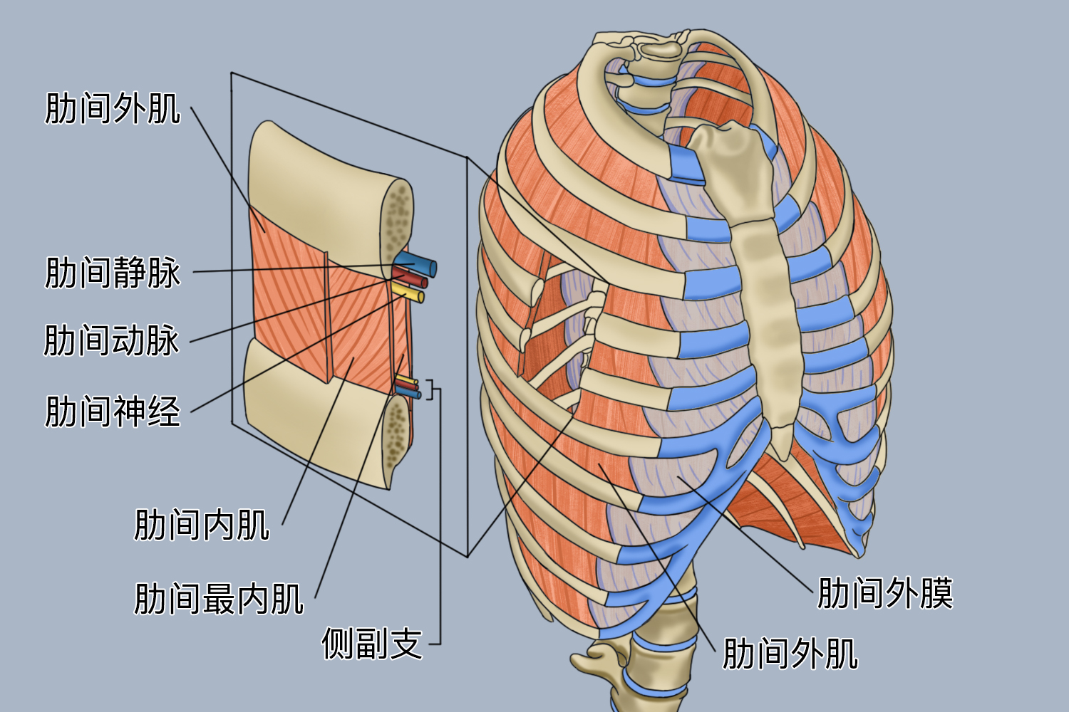 医学概念3d图的肋间肌解剖 库存例证. 插画 包括有 肩胛骨, 亚伯・, 内部, 女主持人, 例证, 后部 - 203985789