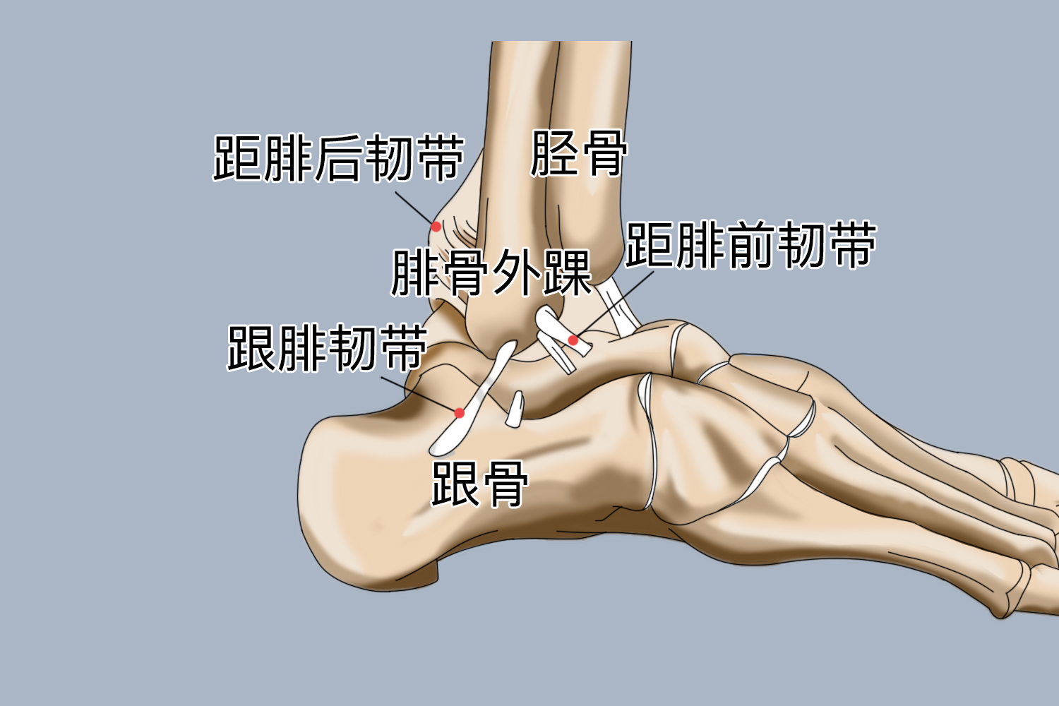 跟腓韧带位置图 | 百度健康·医学科普