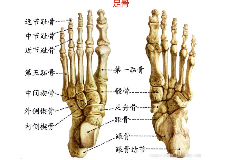 脚骨骼图 | 百度健康·医学科普