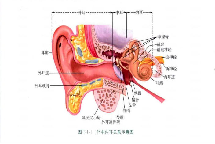 耳朵结构图