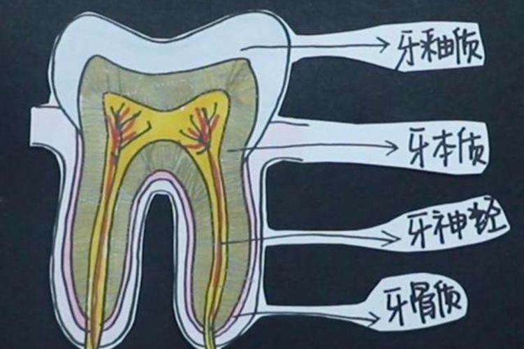 门牙的神经在哪个位置图片 | 百度健康·医学科普