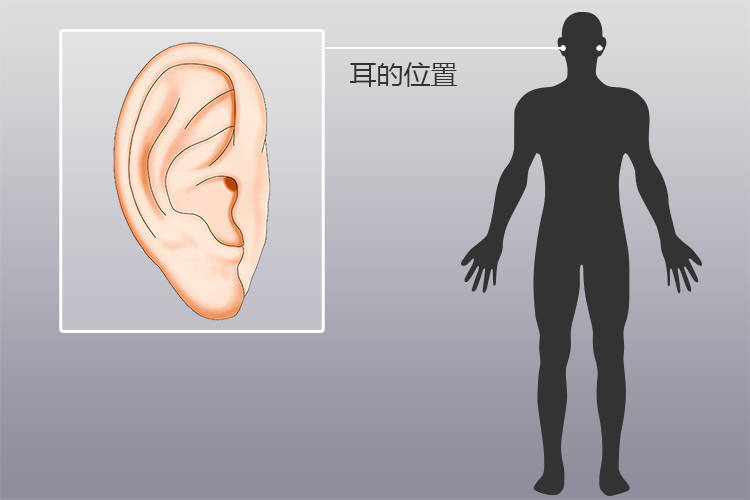 耳的位置图