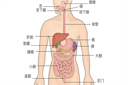 消化系统结构图