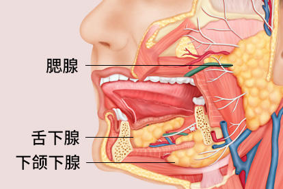 口周腺体解剖图