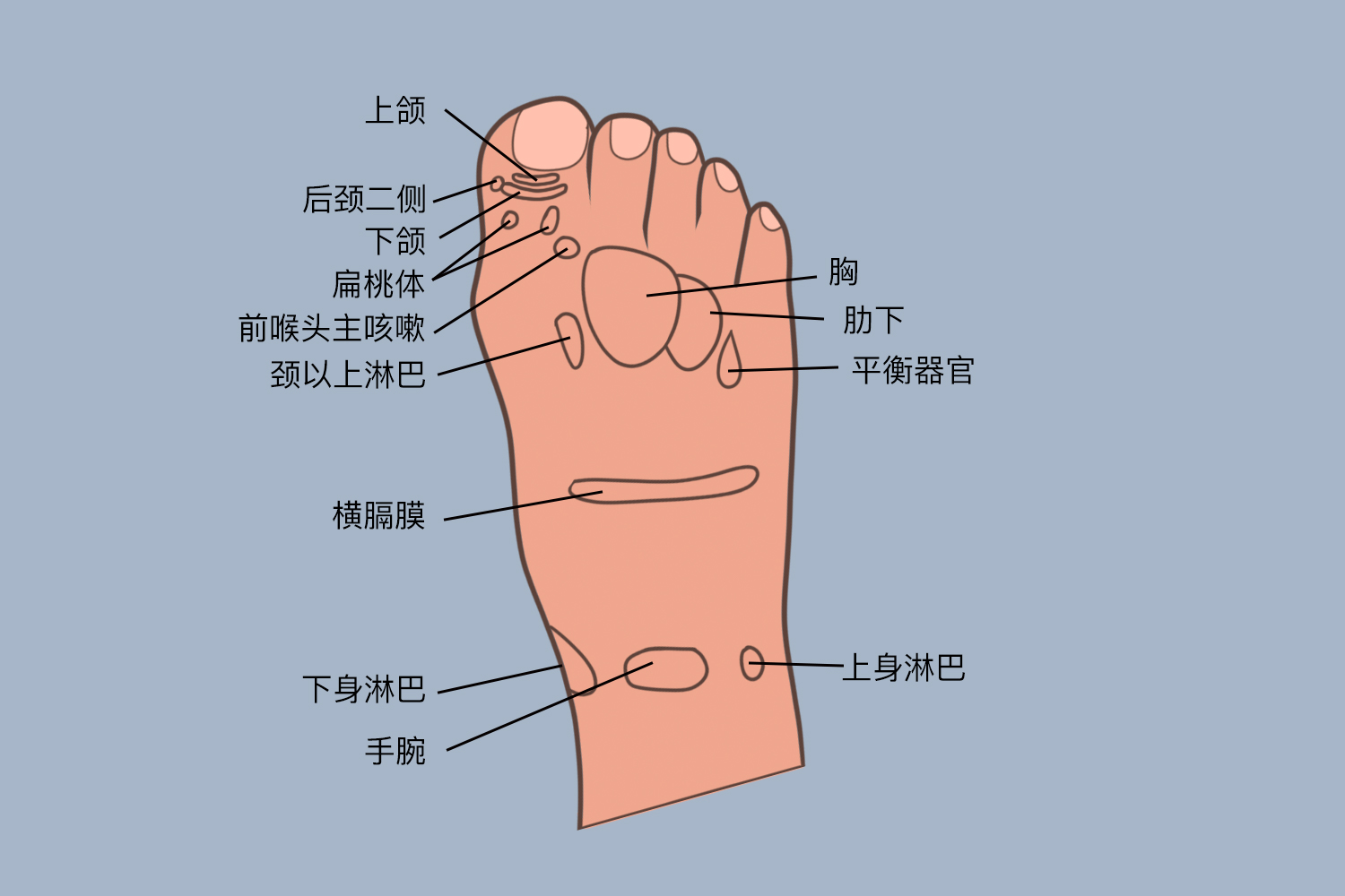 足背的各个部位详细图 | 百度健康·医学科普